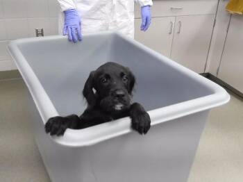 SHADOW THE HEDGEHOG -  German Wirehaired Pointer and Labrador Retriever Dog for Adoption in Omaha, Nebraska - SHADOW THE HEDGEHOG | PetCurious