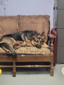 German Shepherd Dog Dogs Available for Adoption in Muskegon, Michigan - Princess Buttercup | PetCurious