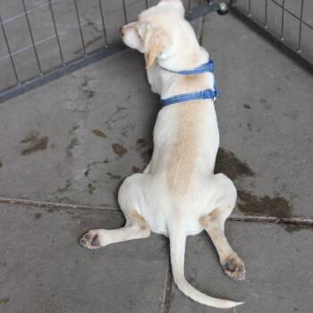 Biscuit -  Chihuahua and Dachshund Dog for Adoption in Midland, Texas - Biscuit | PetCurious