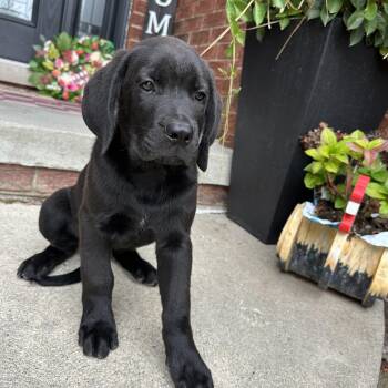 King and Queen -  Presa Canario and Dogue De Bordeaux Dog for Adoption in Armada, Michigan - King And Queen | PetCurious