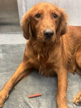 CAMILLO -  Mixed Breed Dog for Adoption in Dallas, Texas - CAMILLO | PetCurious