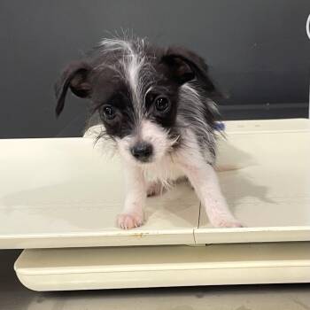 Yorkshire Terrier and Chihuahua Dogs Available for Adoption in Livingston, Texas - Zephyr | PetCurious