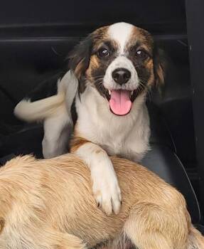 Terrier Dogs Available for Adoption - MABEL | PetCurious