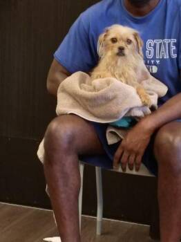 Monna -  Mixed Breed Dog for Adoption in Atlanta, Georgia - Monna | PetCurious