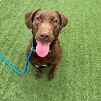 Chocolate Labrador Retriever Dogs Available for Adoption in Pekin, Illinois - Rendy | PetCurious
