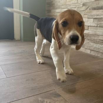 ?CI6 8860 -  Beagle Dog for Adoption in Loxahatchee Groves, Florida - ?CI6 8860 | PetCurious