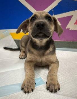 Pit Bull Terrier Dogs Available for Adoption in Baytown, Texas - ANYTE | PetCurious