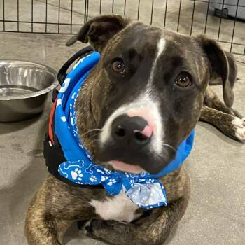 Chiweenie and Terrier Dogs Available for Adoption - TOMMY - Needs A Foster Or Adopter | PetCurious