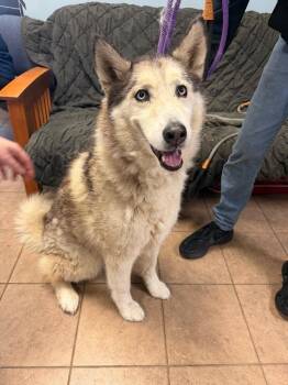 Husky Dogs Available for Adoption in Marion, Ohio - Dakota | PetCurious