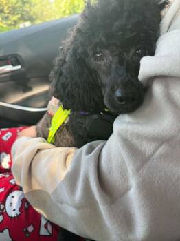 Annabelle -  Poodle Dog for Adoption in Holly Springs, North Carolina - Annabelle | PetCurious