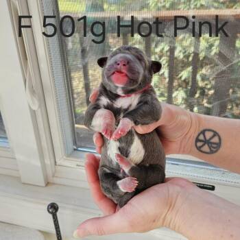 Labrador Retriever and Mastiff Dogs Available for Adoption in Fairfax Station, Virginia - Birdie Pup - Wren | PetCurious