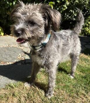 Patty -  Poodle and Schnauzer Dog for Adoption in Seattle, Washington - Patty | PetCurious