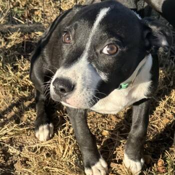 Rescue Pit Bull Terrier Dogs for Adoption in Pottsboro, Texas - Sadie | PetCurious