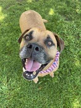Boxer and Mixed Breed Dogs Available for Adoption in Tulsa, Oklahoma - HERA | PetCurious