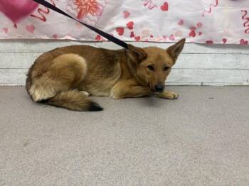 German Shepherd Dog Dogs Available for Adoption in San Bernardino, California - GINGER | PetCurious