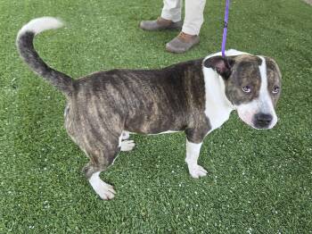 Pit Bull Terrier Dogs Available for Adoption in Trenton, New Jersey - Omega | PetCurious