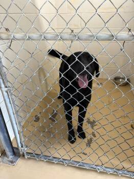 Blacky -  Black Labrador Retriever Dog Available for Adoption in Clyde, Texas - Blacky | PetCurious