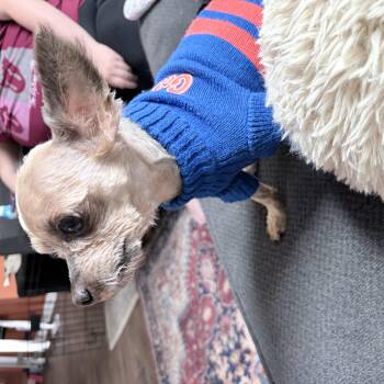 Byron -  Yorkshire Terrier Dog for Adoption in Orange Park, Florida - Byron | PetCurious