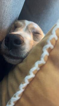 Piper (26-165 D) -  Mixed Breed Dog for Adoption in Lansing, Michigan - Piper (26-165 D) | PetCurious