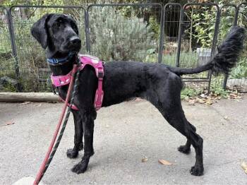 Macy -  Labradoodle Dog for Adoption in Larkfield-wikiup, California - Macy | PetCurious
