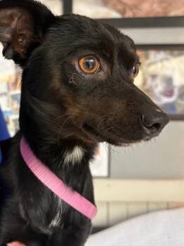 Chihuahua Dogs Available for Adoption in Fort Worth, Texas - Wonka | PetCurious