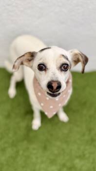 Rescue Papillon and Chihuahua Dogs for Adoption in San Diego, California - PALOMITA | PetCurious