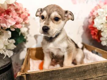 Australian Shepherd Dogs Available for Adoption in Newberg, Oregon - Tarquin | PetCurious