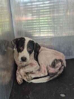 MUD -  Labrador Retriever Dog for Adoption in San Antonio, Texas - MUD | PetCurious