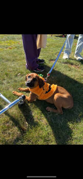 Rescue Chihuahua and Boxer Dogs for Adoption in Randolph, Massachusetts - Magnificent Mocha | PetCurious