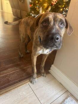 Rescue Wirehaired Terrier and Plott Hound Dogs for Adoption in Southlake, Texas - Hans | PetCurious