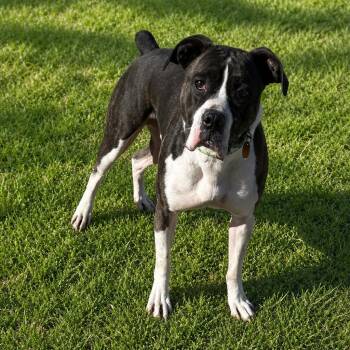 Tigger -  Boxer Dog Available for Adoption in Hot Springs, South Dakota - Tigger | PetCurious