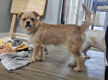 Twinkie -  Terrier Dog for Adoption in Aurora, Illinois - Twinkie | PetCurious