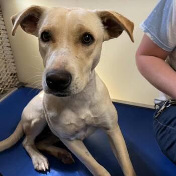 Rescue Labrador Retriever and Mixed Breed Dogs for Adoption in Stephenville, Texas - Ethel | PetCurious