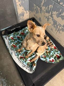 Rescue Cattle Dog Dogs for Adoption in Rensselaer, Indiana - Rudy | PetCurious