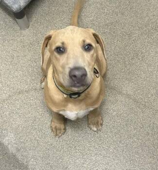 Kale 3 months male AVAILABLE 7/1 -  Black Mouth Cur Dog for Adoption in Sterling, Massachusetts - Kale 3 Months Male AVAILABLE 7/1 | PetCurious