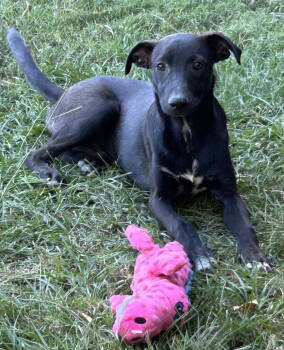 Rescue Mountain Cur Dogs for Adoption in Redfield, Arkansas - Ken Ashcraft | PetCurious