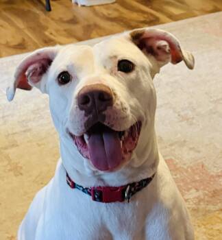 Snow - Likes dogs and kids -  Boxer Dog for Adoption in Andover, Massachusetts - Snow - Likes Dogs And Kids | PetCurious