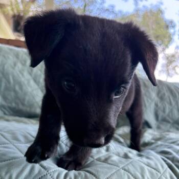 Tiddlywinks -  German Shepherd Dog and Mixed Breed Dog for Adoption in Carencro, Louisiana - Tiddlywinks | PetCurious