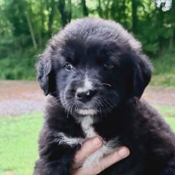 Black Labrador Retriever and Flat Coated Retriever Dogs Available for Adoption in Andover, Massachusetts - Ruby Sparkly | PetCurious
