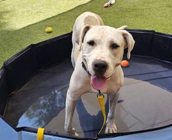 Rescue Dogo Argentino and Mixed Breed Dogs for Adoption in Las Vegas, Nevada - TULIP | PetCurious