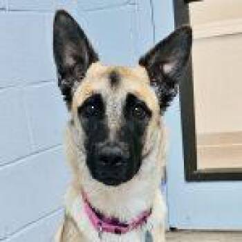 Legend -  Belgian Shepherd Malinois Dog for Adoption in Green Valley, Arizona - Legend | PetCurious