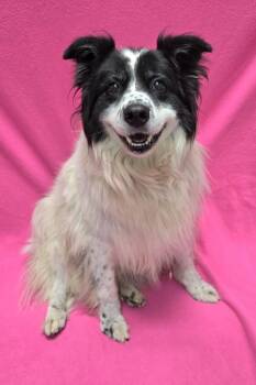 Ethel -  Border Collie Dog for Adoption in Frankfort, Indiana - Ethel | PetCurious
