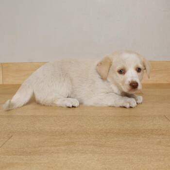 Brazil D71561 -  Labrador Retriever Dog for Adoption in Minnetonka, Minnesota - Brazil D71561 | PetCurious