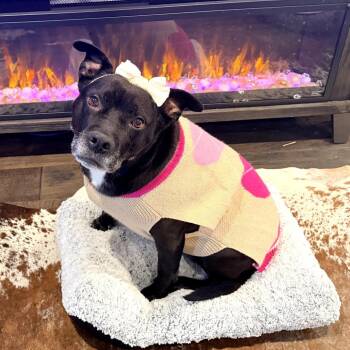 Labrador Retriever and Pit Bull Terrier Dogs Available for Adoption in Nashville, Tennessee - Wendy | PetCurious