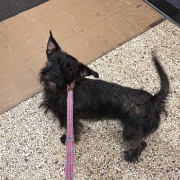 Carlos -  Terrier Dog for Adoption in Newark, New Jersey - Carlos | PetCurious