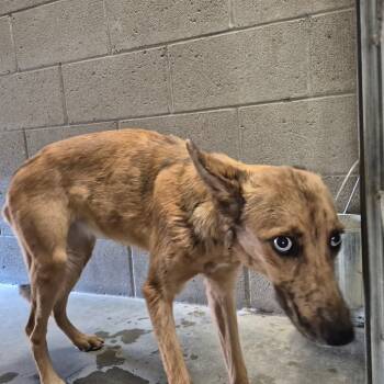 Rescue Shepherd Dogs for Adoption in Yuma, Arizona - Freckles | PetCurious