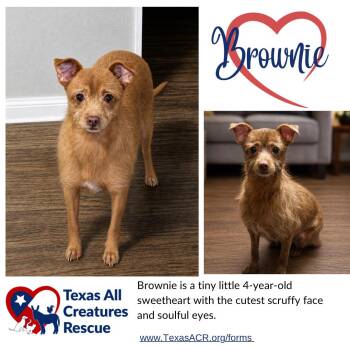 Cairn Terrier and Chihuahua Dogs Available for Adoption in Alvarado, Texas - Brownie | PetCurious