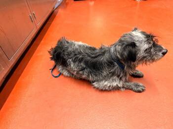 Mixed Breed Dogs Available for Adoption in Douglasville, Georgia - Bindi | PetCurious