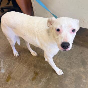 Lula -  Mixed Breed Dog for Adoption in Corinth, Mississippi - Lula | PetCurious