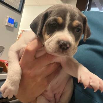 Officer English -  Pit Bull Terrier Dog for Adoption in Durango, Colorado - Officer English | PetCurious